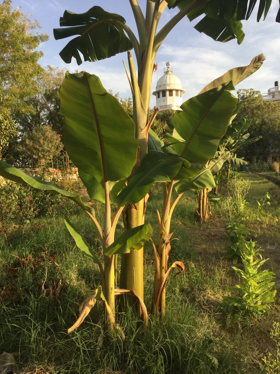 banana trees getting bigger and bigger 1200